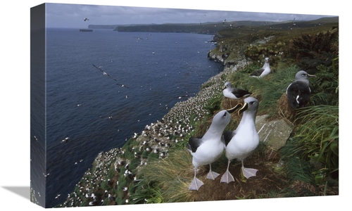 Global Gallery GCS-451814-1218-142 12 x 18 in. Grey-Headed Albatross C