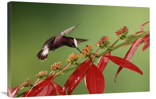 Global Gallery GCS-397245-2436-142 24 x 36 in. Snowcap A Hummingbird&#