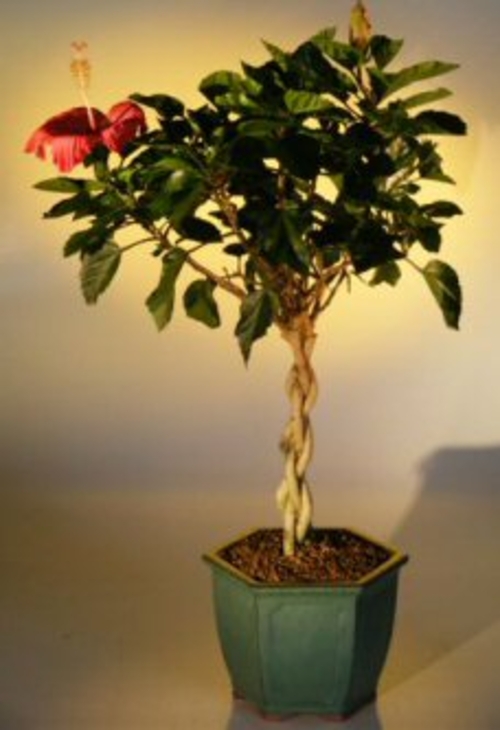 Flowering Tropical Red HibiscusBraided Trunk(rosa sinsensis)