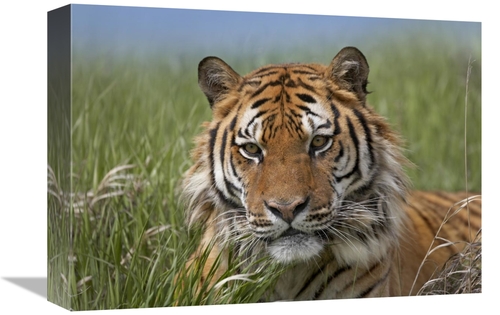 Global Gallery GCS-396433-1216-142 12 x 16 in. Siberian Tiger Portrait