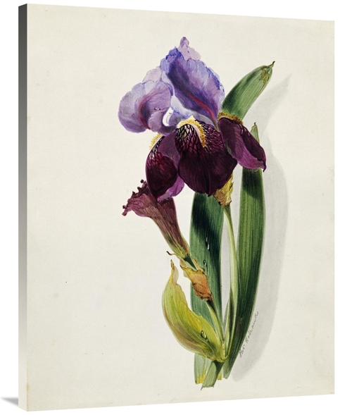 Global Gallery GCS-268111-40-142 40 in. A Flag Iris Art Print - Thomas