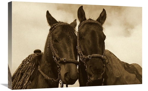 20 x 30 in. Horses Pair Belonging to Chagras, Andes Mountains,