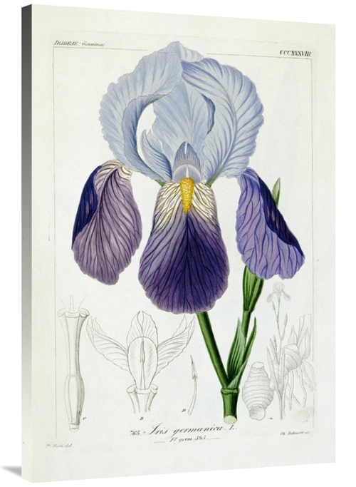 Global Gallery GCS-267097-40-142 40 in. Bearded Iris Art Print - H.G.L