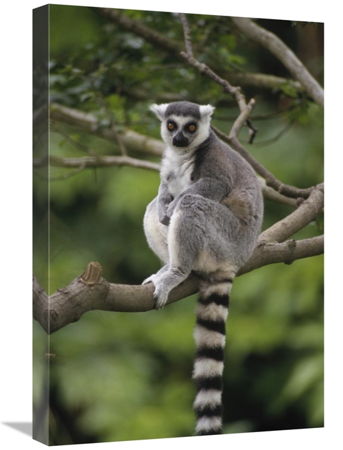 Global Gallery GCS-452744-1624-142 16 x 24 in. Ring-Tailed Lemur Sitti
