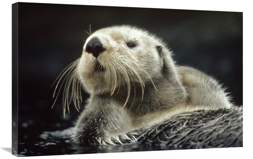 Global Gallery GCS-396148-2436-142 24 x 36 in. Sea Otter Floating in K