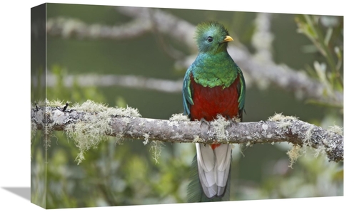 Global Gallery GCS-396061-1218-142 12 x 18 in. Resplendent Quetzal Mal