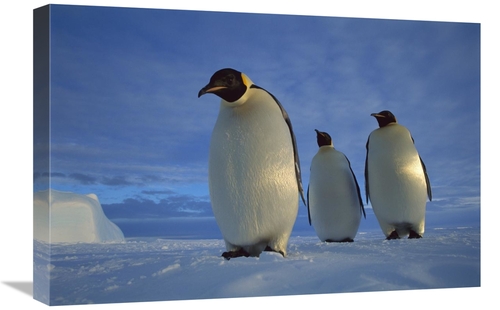 Global Gallery GCS-451726-1624-142 16 x 24 in. Emperor Penguin Trio on