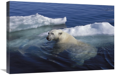 Global Gallery GCS-450969-2030-142 20 x 30 in. Polar Bear Swimming&#44