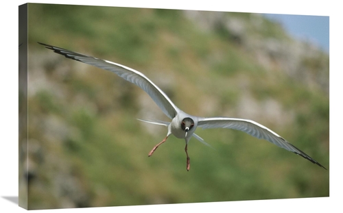 Global Gallery GCS-451267-2030-142 20 x 30 in. Swallow-Tailed Gull Fly