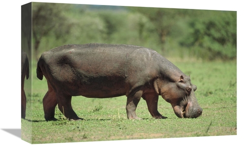 Global Gallery GCS-452384-1218-142 12 x 18 in. Hippopotamus Grazing on