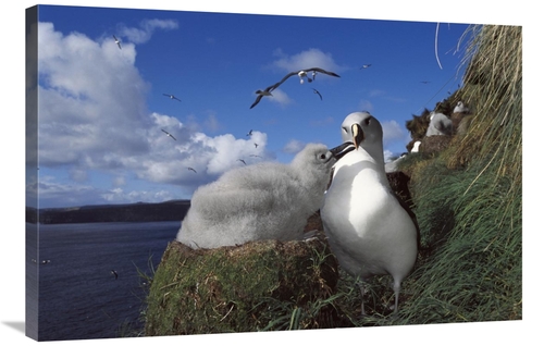 Global Gallery GCS-451615-2436-142 24 x 36 in. Grey-Headed Albatross C