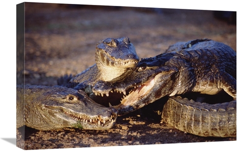 Global Gallery GCS-451491-1624-142 16 x 24 in. Jacare Caiman Trio in E