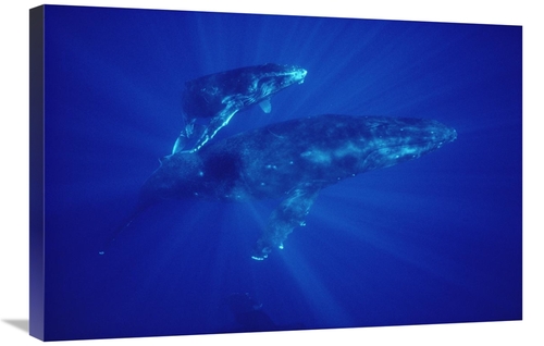 Global Gallery GCS-450573-2030-142 20 x 30 in. Humpback Whale Mother &