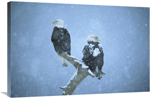 Global Gallery GCS-398305-2436-142 24 x 36 in. Bald Eagles Perched on 