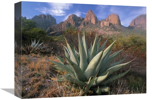 Global Gallery GCS-396745-1216-142 12 x 16 in. Chisos Agave & the Chis