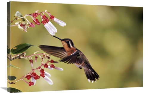 Global Gallery  24 x 36 in. Purple-Throated Mountain-Gem Hummingbird&#