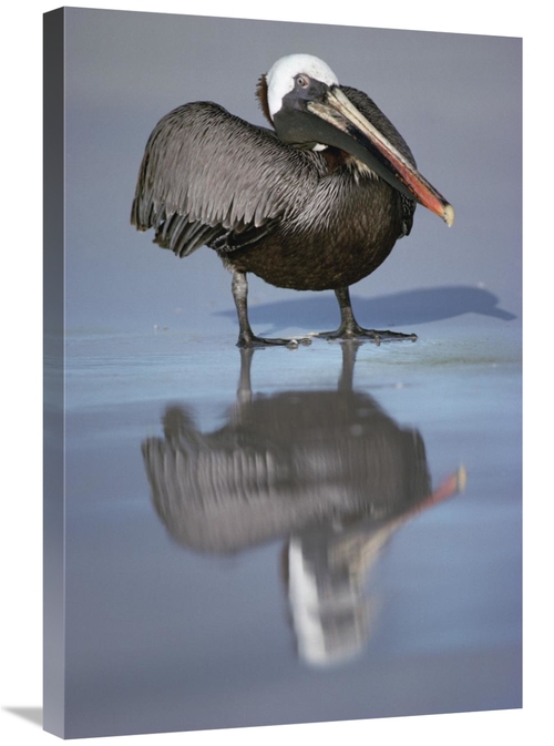 Global Gallery GCS-451205-2030-142 20 x 30 in. Brown Pelican, Turt