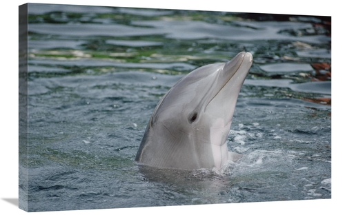 Global Gallery GCS-450627-2030-142 20 x 30 in. Bottlenose Dolphin Grou