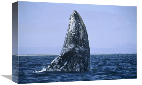 Global Gallery GCS-452330-1218-142 12 x 18 in. Gray Whale Breaching&#4