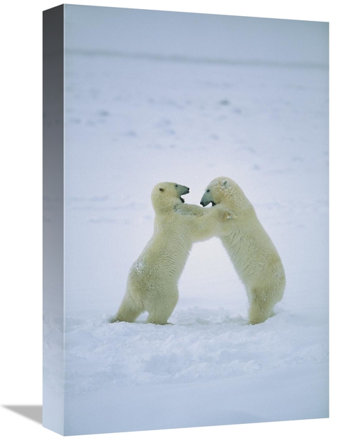 Global Gallery GCS-452504-1218-142 12 x 18 in. Polar Bear Males Fighti