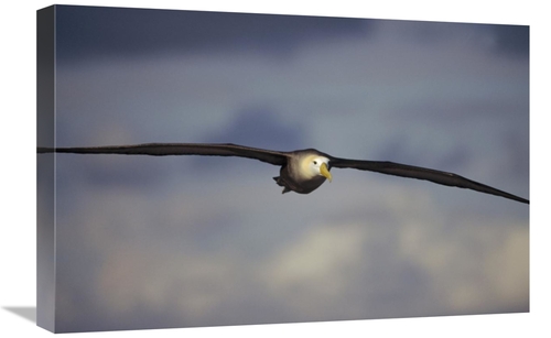 Global Gallery GCS-451368-1624-142 16 x 24 in. Waved Albatross Flying&