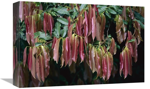 Global Gallery GCS-398551-1218-142 12 x 18 in. Young Red Leaves Lackin