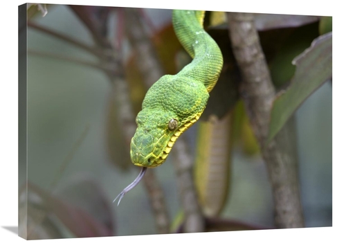 Global Gallery GCS-396056-2432-142 24 x 32 in. Emerald Tree Boa in Tre