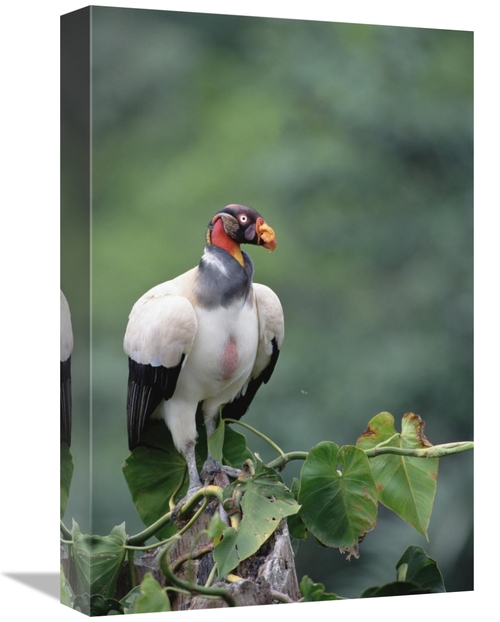 Global Gallery GCS-451220-1218-142 12 x 18 in. King Vulture, Tambo