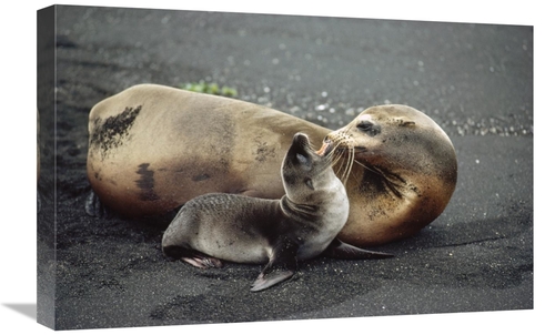 Global Gallery GCS-451160-1624-142 16 x 24 in. Galapagos Sea Lion Moth