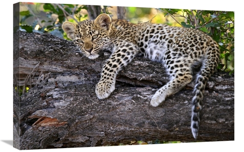 Global Gallery GCS-397430-2030-142 20 x 30 in. Leopard Cub Resting in 