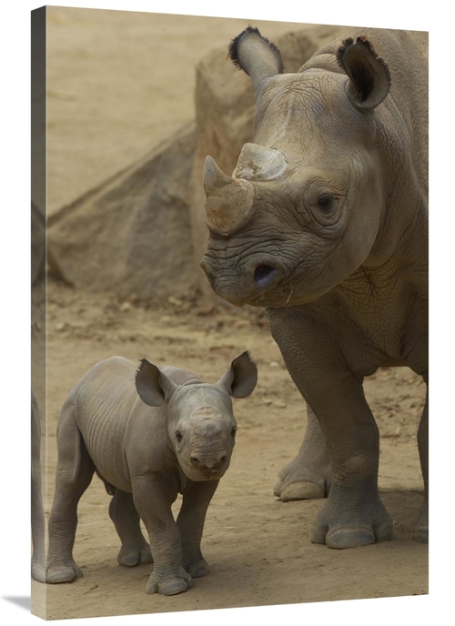 Global Gallery GCS-450879-2436-142 24 x 36 in. Black Rhinoceros Mother