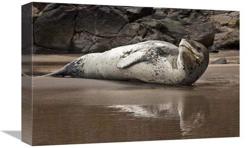 Global Gallery GCS-397751-1218-142 12 x 18 in. Leopard Seal on Otaneri