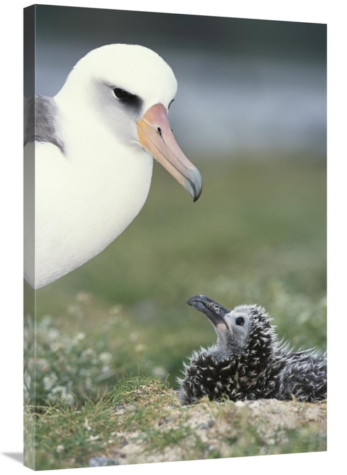 Global Gallery GCS-451556-2436-142 24 x 36 in. Laysan Albatross Parent