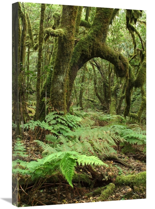 Global Gallery GCS-397626-2030-142 20 x 30 in. Macaronesian Laurel Rel