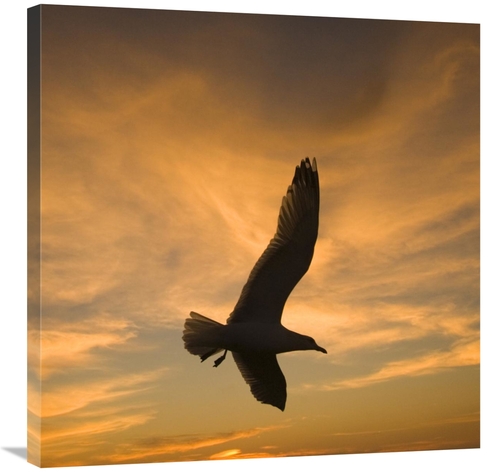 Global Gallery GCS-453347-3030-142 30 x 30 in. Mew Gull Silhouetted At