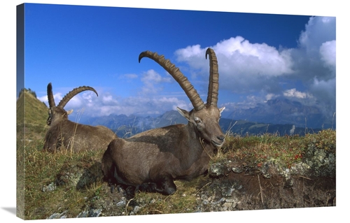 Global Gallery GCS-452627-2436-142 24 x 36 in. Alpine Ibex Males in th