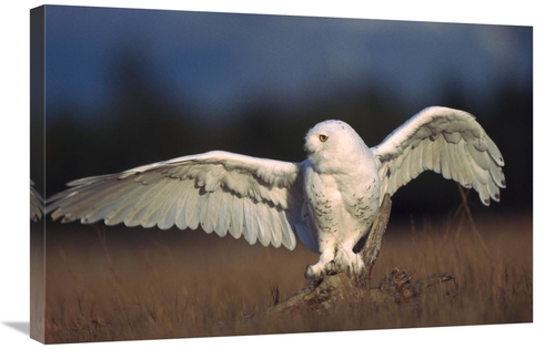 Global Gallery GCS-396941-2030-142 20 x 30 in. Snowy Owl Adult Balanci