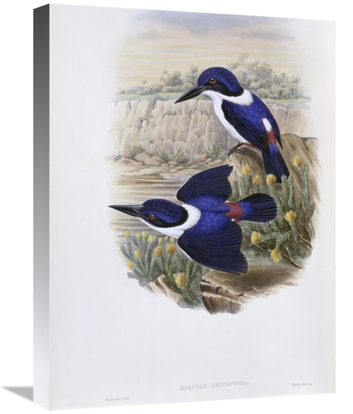 Global Gallery GCS-277797-22-142 22 in. White-Backed Kingfisher Art Pr