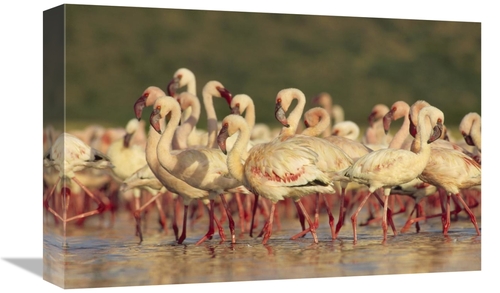 Global Gallery GCS-396948-1218-142 12 x 18 in. Lesser Flamingo Group P