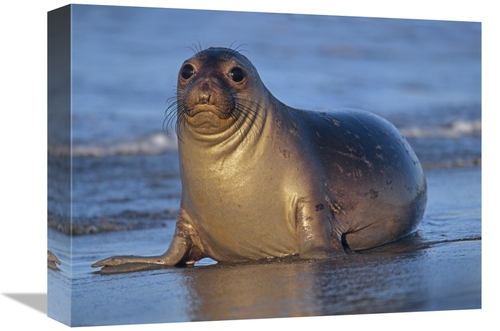 Global Gallery GCS-396644-1216-142 12 x 16 in. Northern Elephant Seal 