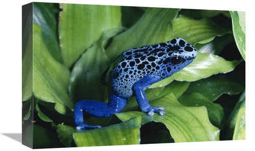 Global Gallery GCS-397253-1218-142 12 x 18 in. Blue Poison Dart Frog V