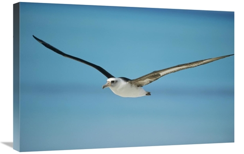Global Gallery GCS-451430-2030-142 20 x 30 in. Laysan Albatross Naviga