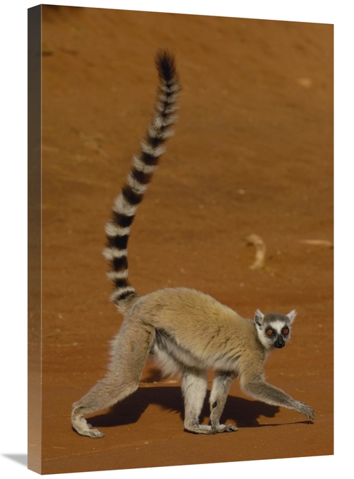 Global Gallery GCS-453236-2030-142 20 x 30 in. Ring-Tailed Lemur Walki