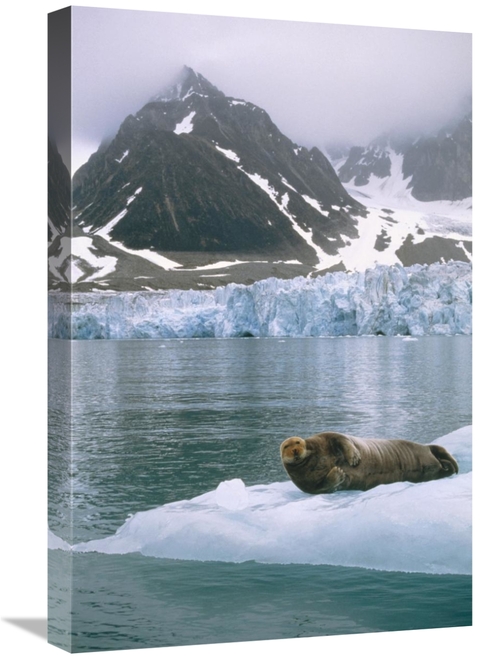 Global Gallery GCS-451186-1624-142 16 x 24 in. Bearded Seal Resting on