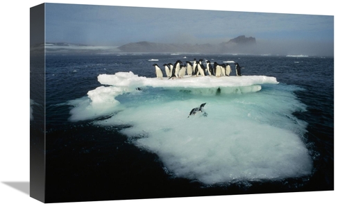 Global Gallery GCS-395655-1218-142 12 x 18 in. Adelie Penguin Crowding