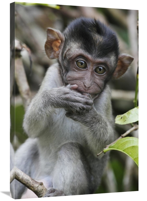 Global Gallery GCS-397703-2436-142 24 x 36 in. Long-Tailed Macaque Bab