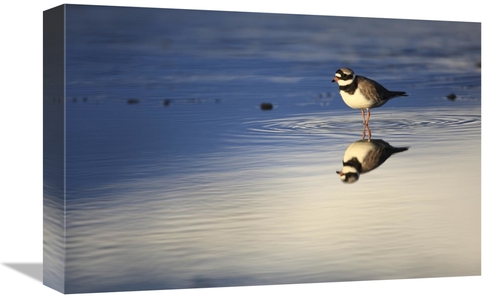 Global Gallery GCS-398083-1218-142 12 x 18 in. Common Ringed Plover&#4