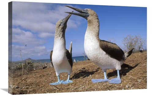 Global Gallery GCS-451098-2030-142 20 x 30 in. Blue-Footed Booby Coupl