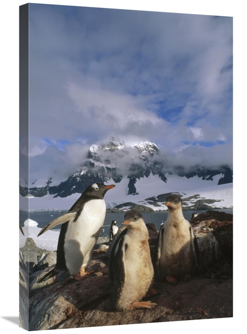 Global Gallery GCS-451256-2030-142 20 x 30 in. Gentoo Penguin with Chi