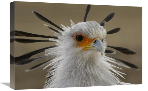 Global Gallery GCS-450904-1624-142 16 x 24 in. Secretary Bird Portrait